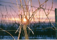 /album/fotogalerie-mikulov1/vinna-reva-jpg/